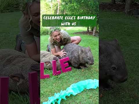 A special day for Elle the wombat