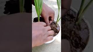 Coconut tree #grow  #growtree #grafting #fruittree