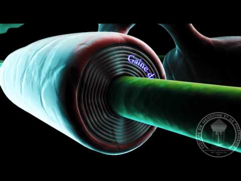 Physiologie du système nerveux : Cellules gliales, gliocytes.