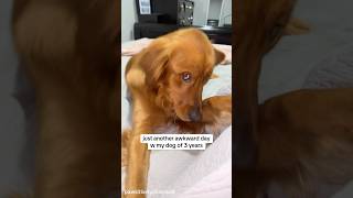Funny golden retriever.  #shorts #dog #funnypuppy #petvideos#amazingpets #funny#funnypets#animals