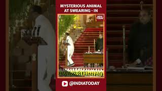 Leopard At Rashtrapati Bhavan? Video Of Mystery Animal During Oath Goes Viral