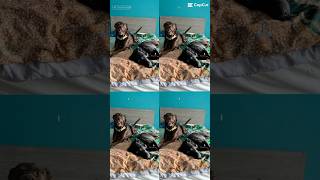 Coco & Carlita 🩵 #capcut #filter #dogshorts #cutedogs #doglife #dogsofyoutube #ai #cartoon