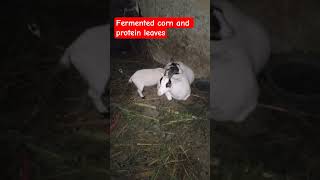 Why My Goats Are Gaining Fast 💨🐐#FastGrowth #GoatGains #FarmFeeding #goatlife