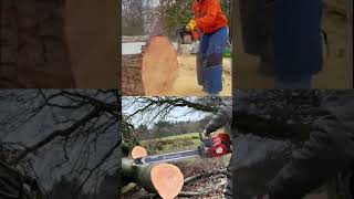 STIHL MS 881 VS HUSQVARNA#testing #sthill #husqvarna #goviral #fyp #shorts #fyp