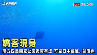 南方四島國家公園復育有成 日本蝠魟、劍旗魚驚喜現身