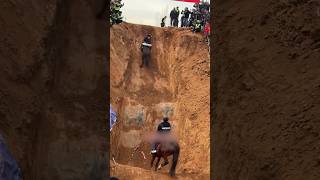 Amezing horses power#horse #horseriding #horselover #amazingfacts #shortsvideo #facts #factswood