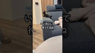 大好きなパパの帰りを楽しみに待ってるよ #チワワ #犬 #癒し #可愛い #おすすめ #君に夢中 #夢中