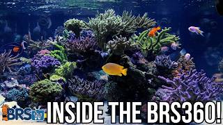 Step Into the BRS 360 – Our 360-Gallon Reef Tank