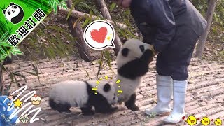 《熊貓早晚安》細嚼慢嚥盡顯高貴淑女風 | iPanda熊貓頻道