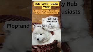 Cute Samoyed Fluffy Dogs Cannot Stay Awake! #fluffypuppy #fluffydog #floofy