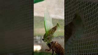 CICADA HATCHING!! #bughunt