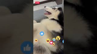 反差 #husky #哈士奇 #siberianhusky #萌寵