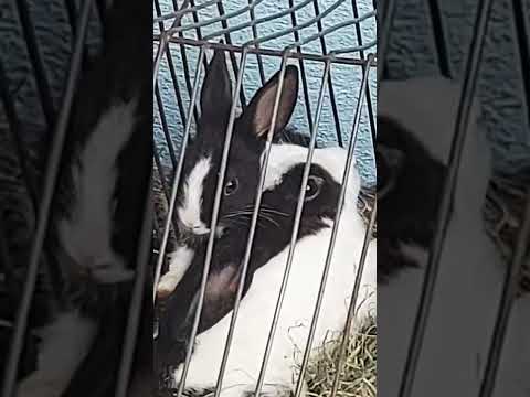 Rabbits 🐇