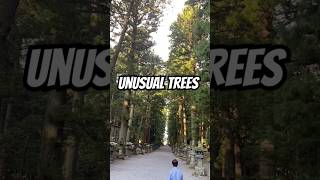 Unusual Trees from Japan #UnusualTrees #JapanNature #JapaneseTrees #AncientTrees #travel #japan