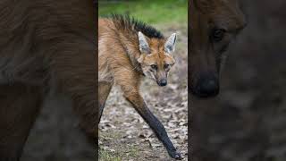 Maned Wolf