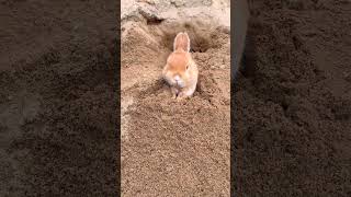Little rabbit bulldozer cute pet debut plan Rabbit Golden Sun original