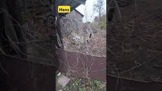 #slavaukraine  Autumn in the garden, 13.11.24