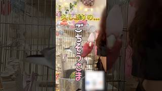[Talking bird] A miraculous phrase that was sure to go viral! But it only got 1/10 of the usual n...
