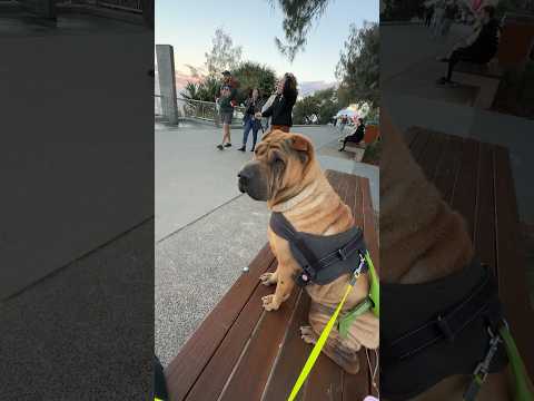 I’m not lazy, I’m on energy saving mode. #dogs #sharpei#chinesesharpei #dogbreed
