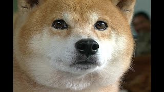 【同伴動物】別讓我流浪｜名犬棄養風潮（公視 我們的島第459集 2008-06-23）