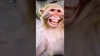 Funny Monkey Shorts | Monkey Smile WhatsApp status shorts | bandar Ki hasi #monkey