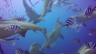 Swimming W/Sharks turns Feeding Frenzy