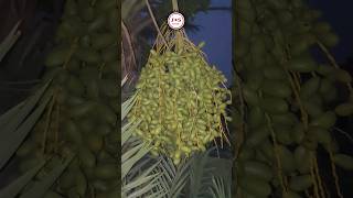 Dokay Fresh | Raw Dates fruits | fresh Dukay #dokay #dukay #rawdates #dates #datesfruit #ytshorts