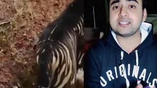 क्या आपने Black Tiger देखा है || Comment में जरूर बताए || #shorts By Raahul Gupta