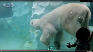 日本東京之旅上野動物園_眼前有猛獸身型龐大的老虎、北極熊、可愛的水獺...精采萬分！(中英文字幕) English Subtitle