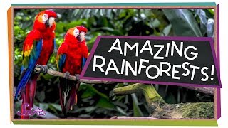 Explore the Rainforest! | Ecology for Kids