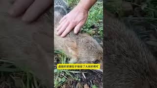 大叔在野外救助一隻郊狼，最後結局讓人意外 #科普知識 #郊狼 #內容啟發搜索