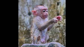 Animal video monkey | monkey rescues baby monkey after electric shock | Animal rescue | ❤️