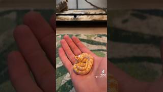 The only “petshop” snakes I keep are western hognose snakes, I have such a love for them ❤️ #pets