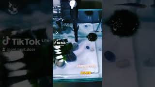 👀#漁場管理 #斑馬魚 霸凌與反霸凌 👉出動我的手指！！！