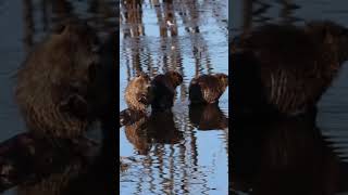 Nutria/Muskrat Washing Up #nutria #muskrat #wildlife #wildanimal #beautiful #cuteanimals #adorable