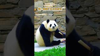 7.22咦！大家都在拍我😎 #大熊猫 #国宝 #熊猫 #来这吸熊猫 #大熊猫福宝 #panda #푸바오