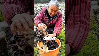 How the Chinese farmers earn thousands of dollars from growing mushrooms this way