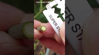 The easiest way to graft roses