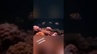 fitur ai