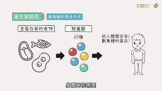【觀念】蛋白質