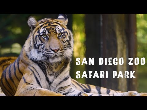 [4K] 🇺🇸 San Diego Zoo Safari Park Walking Tour #sandiego #california #wildlife #zoo #safari