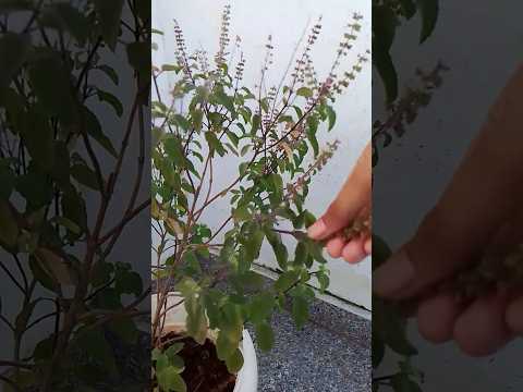 Tulsi plant #stisfyingvideo #shortsvideo