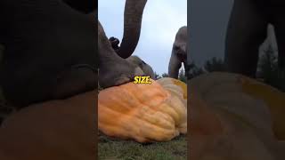 Debunking African Elephant : Myths The Majestic Giants of the Savanna