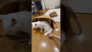 #ねこ動画 #ねこのいる暮らし #ねこ部