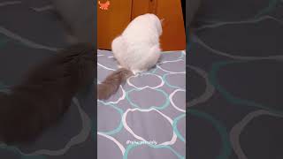 Funny animals  #meme #shorts #viral2024 Funny animals  #meme #shorts #viral