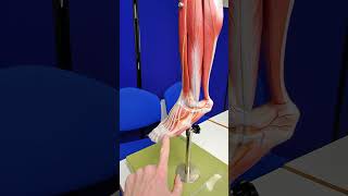 Achilles tendon #anatomy