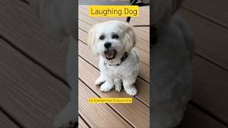 Laughing Dog #shorts #aivideo #animalanimation  #dogfunnyvideos #doglaughs #animalanimationan