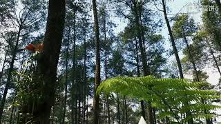 [SHORT VLOG] Bandung Trip with family // 与家人一起的万隆之旅 🌿 20180510