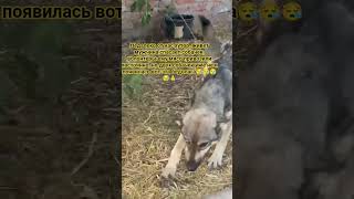 Вот такое содержание, на веревке😪🙏 #shorfs #рекомендации #гулькевичи