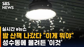 날개 펴면 5cm '다닥다닥'…'이것' 등장에 주민들 몸살 / SBS / 실시간 e뉴스